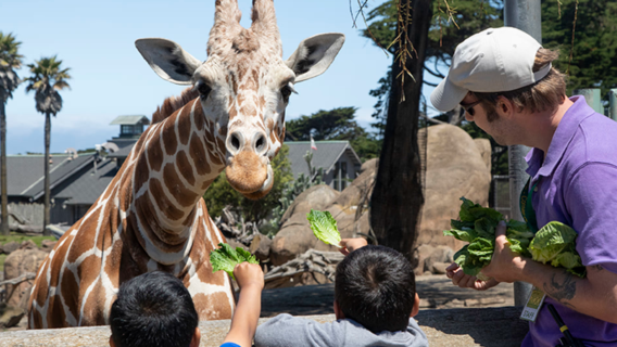 【美國舊金山】科伊特塔+舊金山動物園+金門大橋+九曲花街