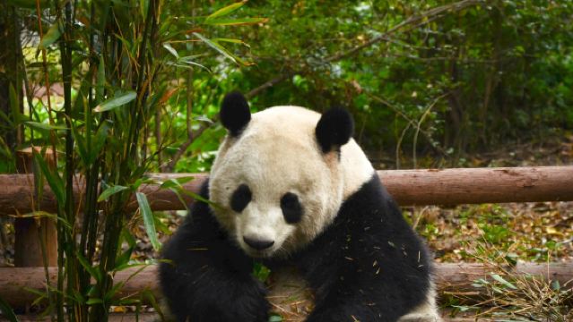 成都大熊貓繁育研究基地+三星堆博物館【10小時包車】隨叫隨停