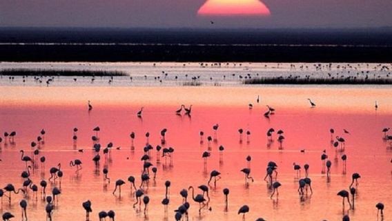 Однодневный тур в национальный парк Доньяна в Испании|Откройте для себя рай для животных|Познакомьтесь с природными чудесами