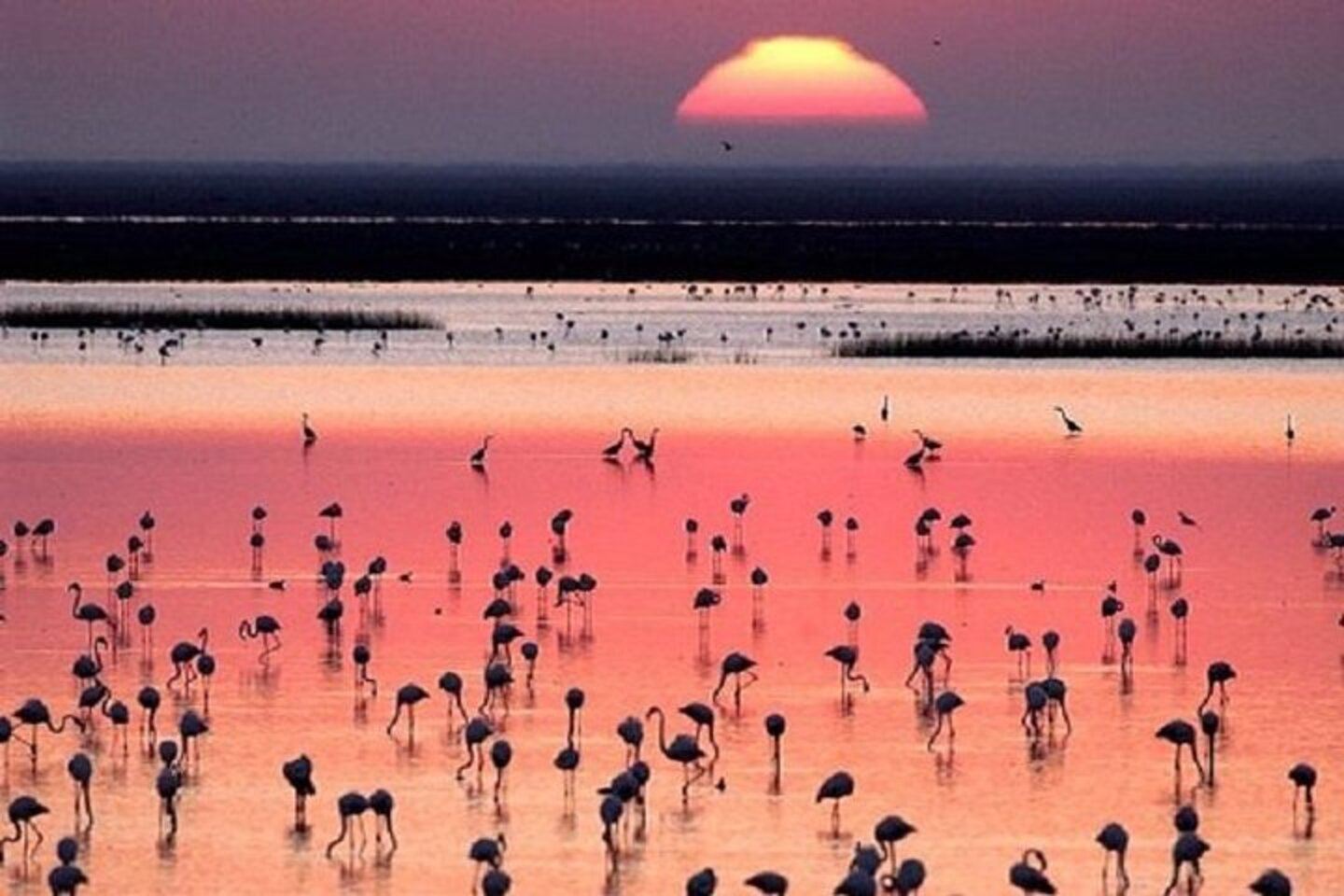 Doñana National Park day tour in Spain|Explore the Animal Paradise|Experience natural wonders