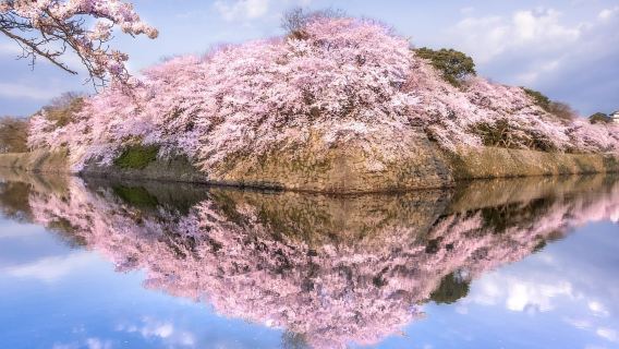 Desde Osaka: Excursión de un día al Castillo Hikone del Lago Biwa + Museo Miho + Fábrica de Baumkuchen (incluye entrada)