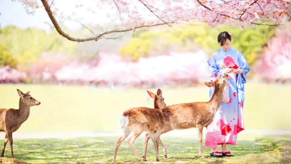[Seasonal Exclusive] Osaka Hozanji Temple + Yubei Cherry Blossoms + Nara Park + Kasuga Taisha Shrine Day Tour