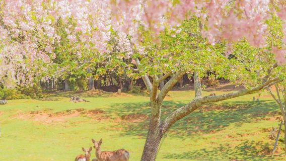 【紅葉シーズン】日本京都＋奈良ワンデーツアー【9人少人数団体・ホテル送迎可能】