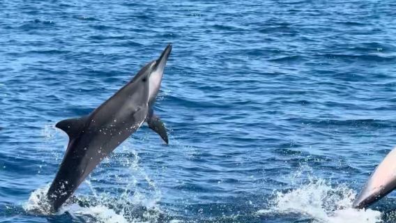 Bali Lovina Dolphin Watching + Offshore Fishing English Private Charter Day Tour