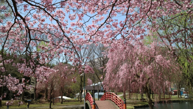 東京・新潟包車遊|萬代橋+新潟仙貝王國+彌彥神社+空中纜車
