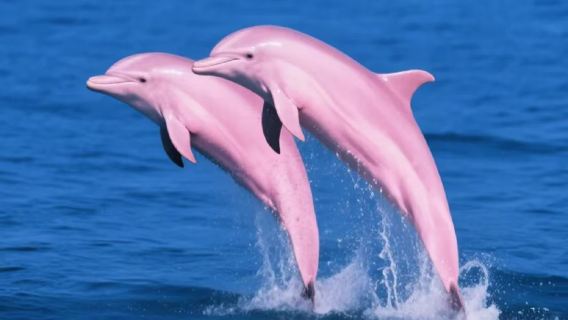 2人必發團·可上門接+三娘灣看海豚+犀麗灣+烏雷小學+天天發