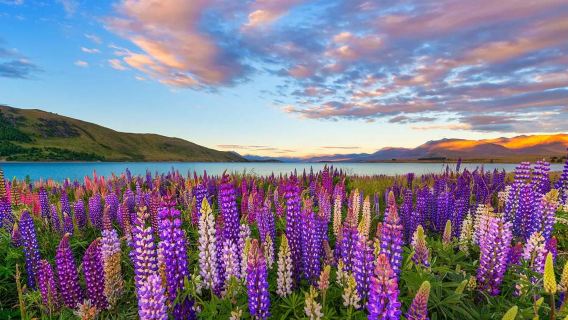 tur setengah hari dari Christchurch, Selandia Baru Tur minibus Christchurch ke Tekapo Lake Tekapo