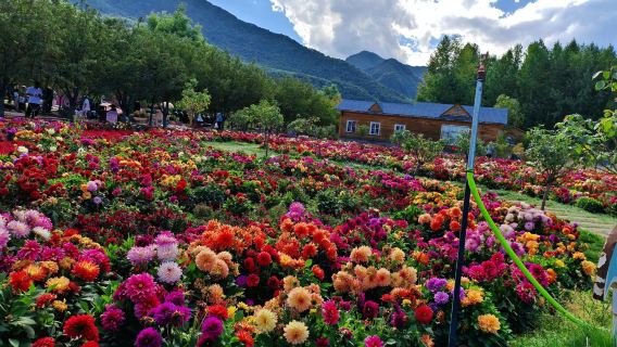 Xining + Taman Peony Minhe + Taman Bunga Qili 1 hari (Hiburan tulen sebenar | Tiada helah | Perkhidmatan baik)