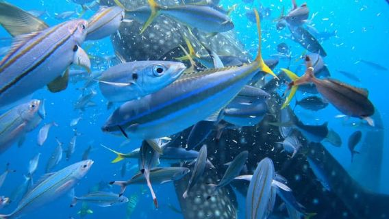 Okinawa Whale shark Snorkeling (picture and video included)