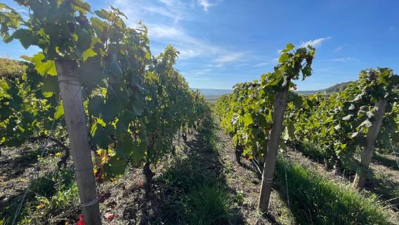 From Reims/Epernay: Champagne half-day tour (small group)