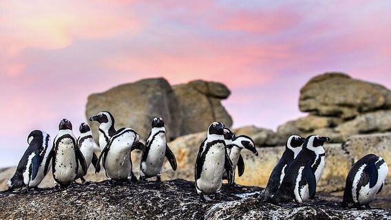 Cape TownTours
