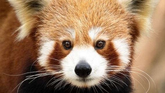 澳大利亞黃金海岸可倫賓動物園+危險角+彩虹灣+波利角一日遊