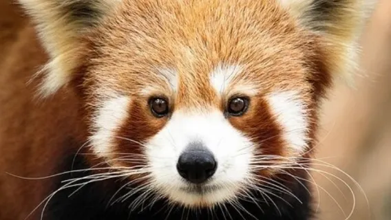 澳大利亞黃金海岸可倫賓動物園+危險角+彩虹灣+波利角一日遊