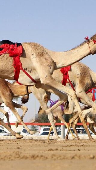 Doha camel race half-day tour [led by local white-robed driver + mosque visit]