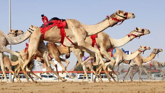 Halbtagesausflug zum Kamelrennen in Doha [Lokaler Fahrer in weißer Tracht + Besichtigung der Moschee]