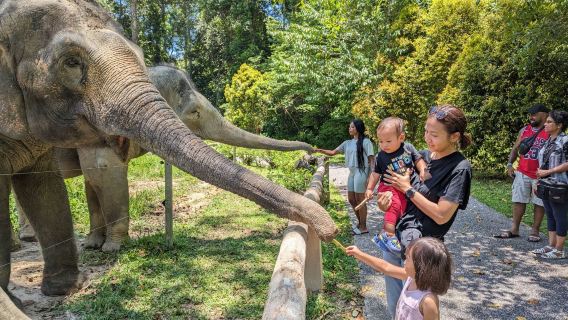 Kuala Lumpur: Batu Caves & Kuala Gandah Elephant Sanctuary (Private Tour)