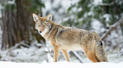 United States Yosemite National Park + Giant Sequoia hiking 1-day tour [departing from San Francisco | foreign language guide] Day Tours