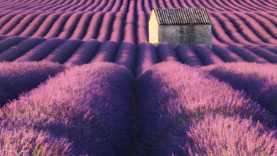 法國聖十字湖+陶瓷小鎮+瓦朗索勒+薰衣草花田一日遊