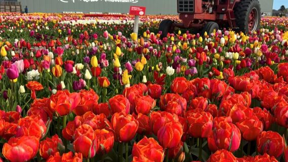 Lisse: Windmill Cruise + Visit to 'Tulip Experience'