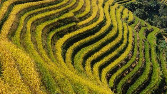 1-Day Private Hiking Tour to Longji Rice Terraces from Ping'an to old Zhuang village