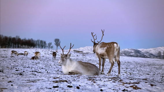Kem Tromso Norway: Luncuran Sled Rusa Kutub + Makan Rusa Kutub + Budaya Sami