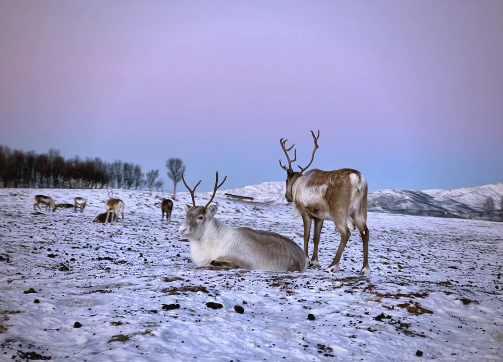 Tromso Camp Reindeer Sledding + Reindeer Feeding + Sami Culture in Norway