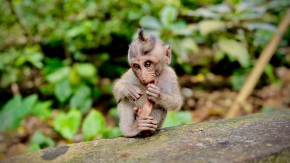 Ubud: Tiket dan Tur Berpemandu ke Suaka Hutan Monyet Suci