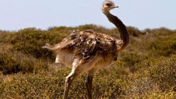 Puerto Madryn: Full Day Peninsula Valdes Experience Tour