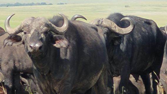 Excursion d'une journée dans la forêt tropicale humide des collines de Shimba