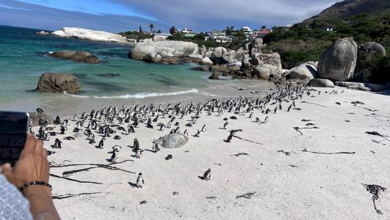 Cape of Good Hope, Chapman's Peak Drive, Penguins , Seals
