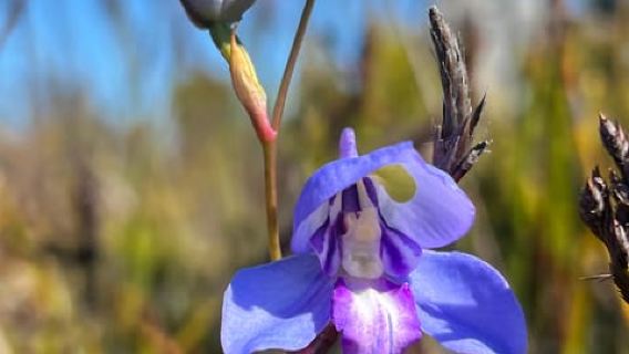 Ciudad del Cabo: Senderismo por los senderos de flores silvestres