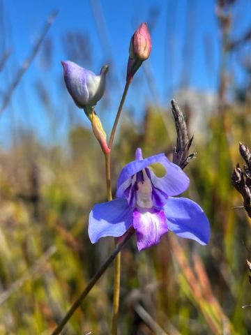 เคปทาวน์: ทัวร์เดินป่าเส้นทางดอกไม้ป่า