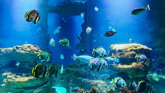 Paris : Billet d'entrée à l'Aquarium de Paris