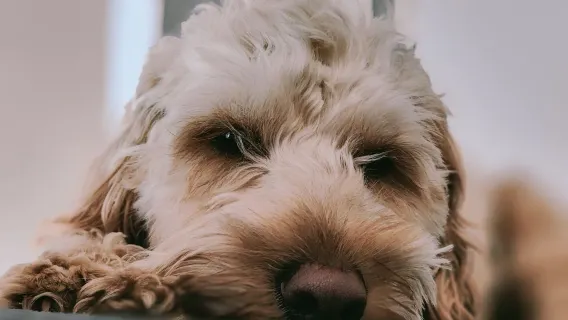 Boarding for Returning Dogs - 14 Days