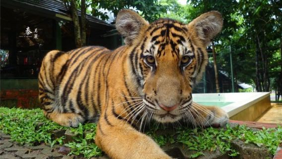 Phuket Tiger Kingdom [Big Cat Petting|Parent-child interaction|Special car pick-up