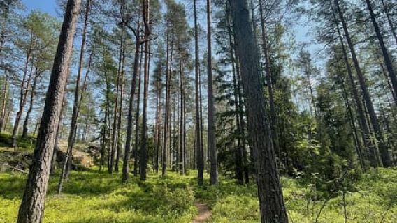 Helsinki: Hiking di Taman Nasional Nuuksio sambil makan siang di api unggun