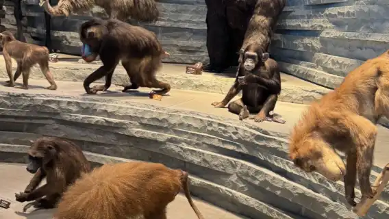 上海自然博物館【大咖講師深度導覽｜私人導覽｜VIP服務】