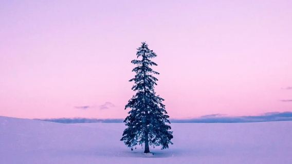 Kebun Binatang Asahiyama Hokkaido + Pohon Natal yang Instagramable + perjalanan satu hari ke Kolam Biru Biei dan Air Terjun Shirahige|Tiket termasuk