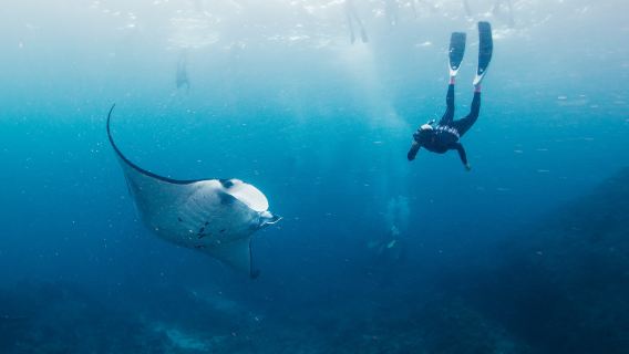 Nusa Penida : Snorkeling 2 spots with Manta Rays in Manta Point Their Habitat 