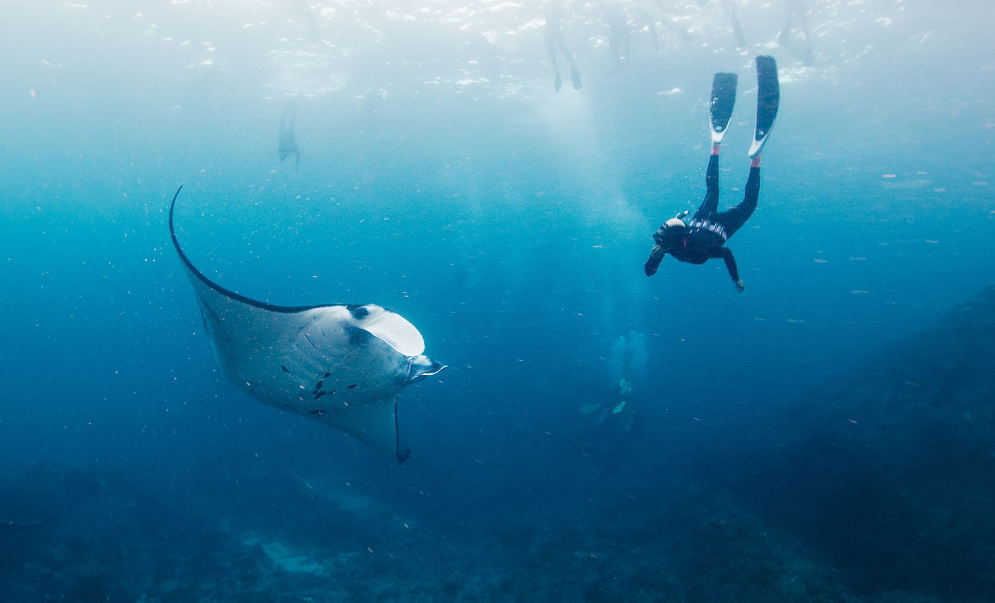 นูซาเปนิดา : ดำน้ำตื้น 2 จุดกับปลากระเบนราหูที่แมนทาพอยท์ ถิ่นที่อยู่ของพวกมัน