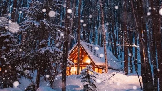 【9名様団体】旭川市旭山動物園＋クリスマスツリー＋四季彩の丘＋ニングルテラス日帰りツアー