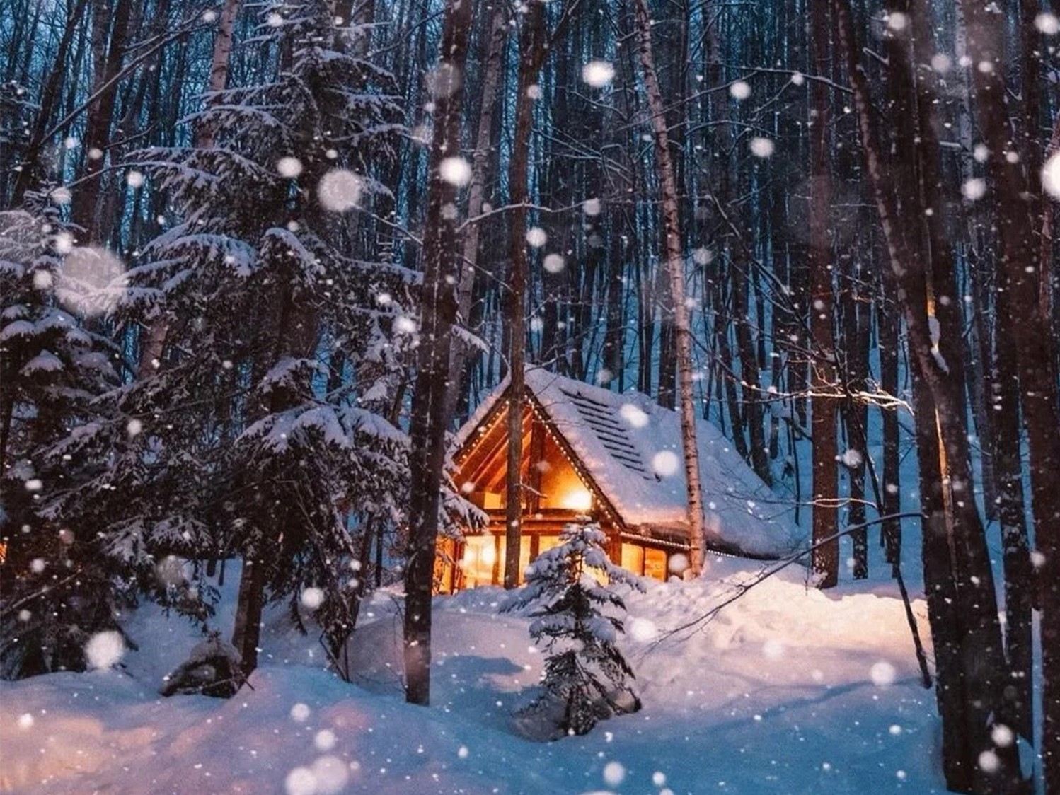 【9名様団体】美瑛クリスマスツリー＋四季彩の丘＋ニングルテラス日帰りツアー