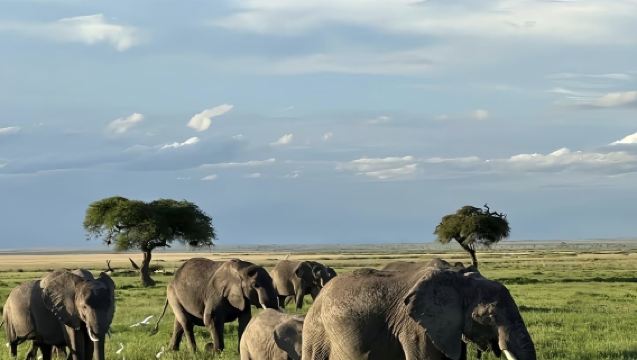Trasferimento punto a punto da Johannesburg, Sudafrica al Parco Nazionale Kruger | Noleggio con conducente esclusivo in cinese disponibile | Personalizzabile