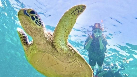 Happy ocean experience store - turtle snorkeling experience