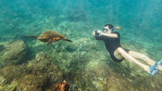 Pulau Maui Hawaii: Snorkeling di Kawah Molokini dan Kota Penyu (termasuk makan siang)