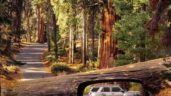 Amerika Syarikat Los Angeles - Taman Negara Sequoia - Lawatan Sehari Terbaik - 12H Sewaan Peribadi Bahasa Cina - Pilihan Terbaik