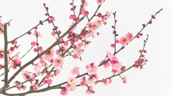 Donghu Moshan Plum Blossom Have | Fotografens følgefotograferingstur | Inkluderer professionelt fotoudstyr, billetter, afhentning og tilbagelevering