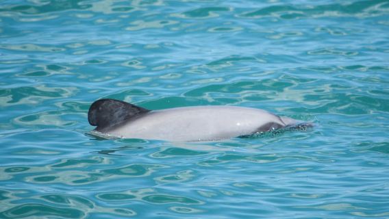 Akaroa: Dolphin Nature Cruise