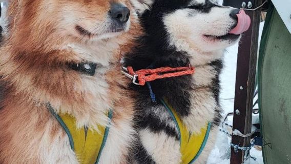 Levi: 5 Km Husky Sledding Ride in Levi