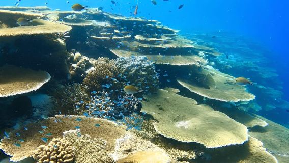 Maafushi: Boat Tour with Coral Garden and Turtle Snorkeling